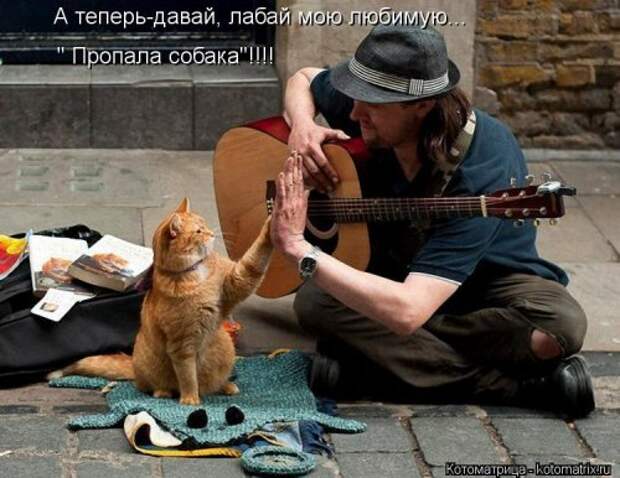 Новые смешные котоматрицы (36 шт)