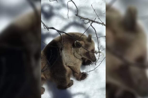 В Сочи турист спасся от медведя, забравшись на дерево