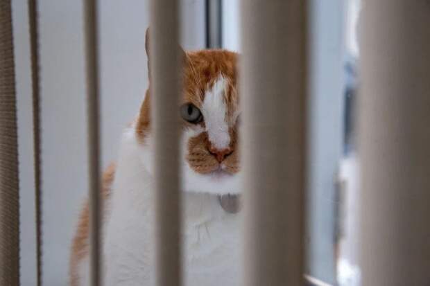 Кот Мостик: Коллеги, я все вижу. У вас на лицах написано: "понедельник - день тяжелый" Просыпаемся, улыбаемся и за работу @cat_the_most