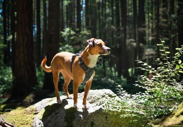 Мужчина наткнулся на останки маленьких детей во время прогулки с собакой