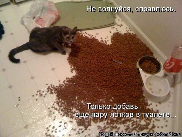 Котоматрицы великолепные, каждая с кусочком позитива и хорошего настроения!!!