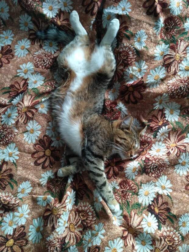 кошка