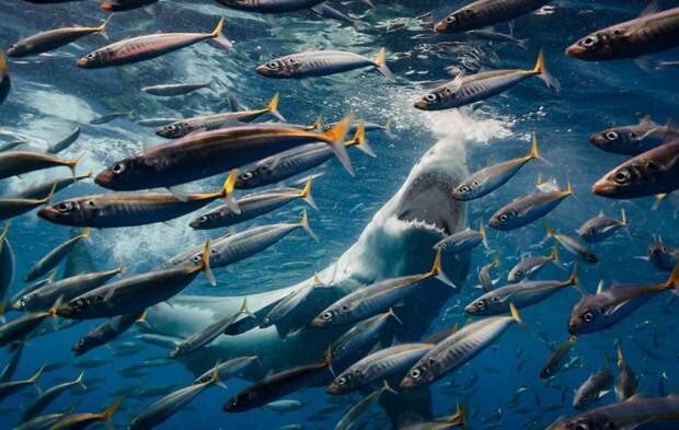 Охота большой белой акулы в водах мексиканского острова Гуадалупе. Фото - Роберто Моччини Формига (Бразилия), первое место в категории "дикая природа" дикая природа, лучшие снимки, лучшие фотографии, победители конкурса, фотографии природы, фотоконкурс, фотоконкурсы. природа