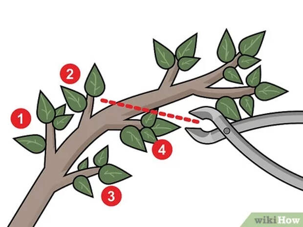 Step 3 Укоротите ветви, чтобы на них осталось всего 3–4 узловые точки.