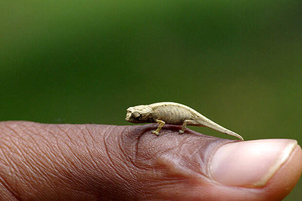 Хамелеон малая брукезия (Brookesia minima), самая маленькая мелкая рептилия на Земле, фото рептилии картинка