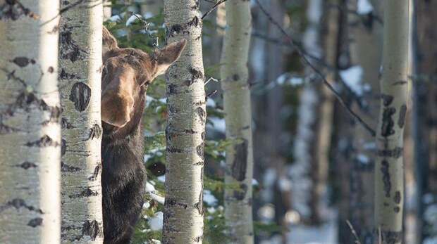 Самые смешные фото лосей за всю историю комического конкурса Nikon Comedy Wildlife Awards
