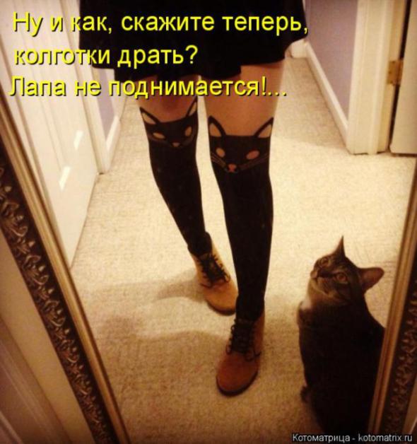 Котоматрицы (картинки с надписями)