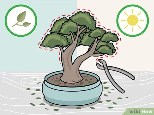 Step 4 Проводите обширную обрезку весной и летом.