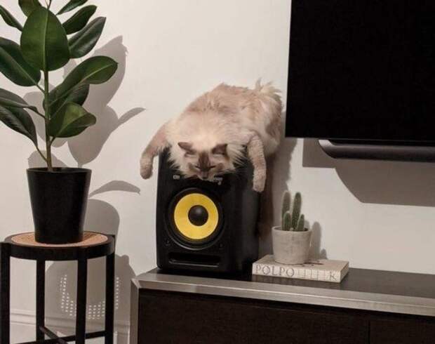 Находчивые котики, которые прекрасно устроятся где угодно