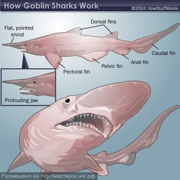 Goblin shark, scientifically known as Mitsukurina owstoni, is a wacky. - Всё об акулах
