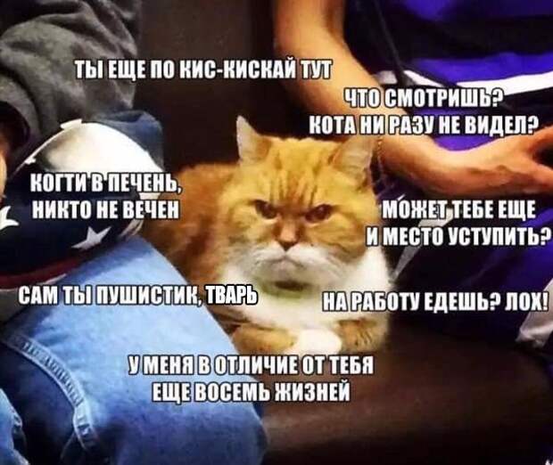 "Немецкий" кот...