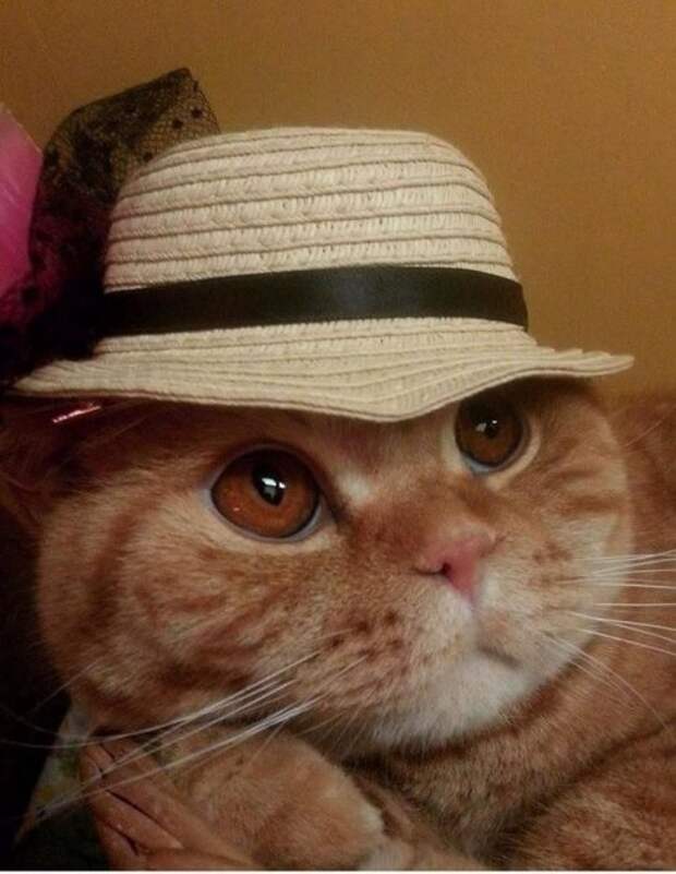 Коты и кошки в одежде (28 фото)