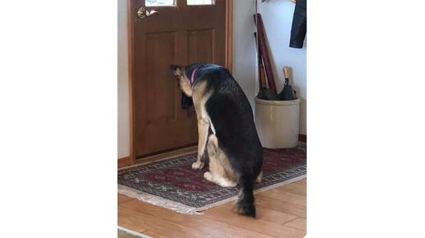 Собака