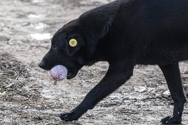 Свирепая собака искусала  сразу пять человек в Новороссийске, возбуждено уголовное дело