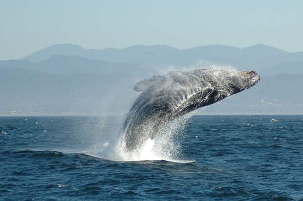 синий кит горбатый кит фото