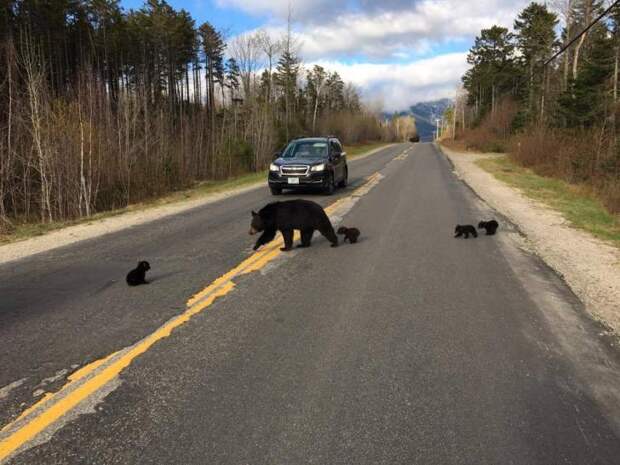 Четвертый медвежонок был слишком слаб... он не смог угнаться за своей семьей