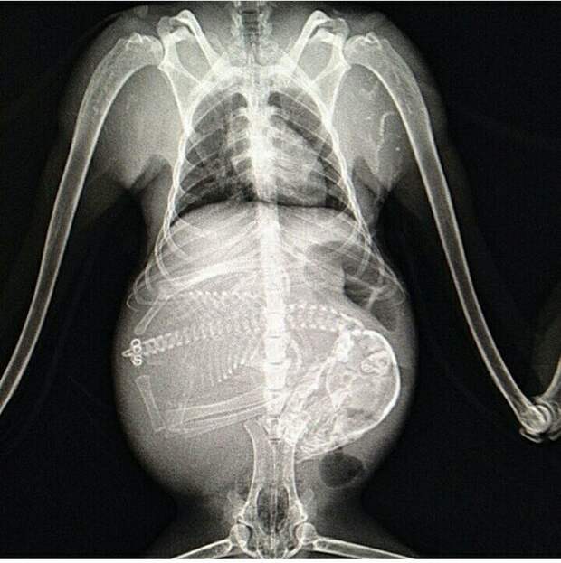 12 фото о том, как выглядит у животных беременность «изнутри»