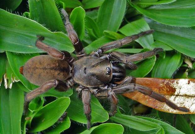 Мигаломорфные пауки: виды и особенности