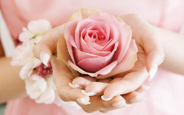 cvetok-ruki-roza