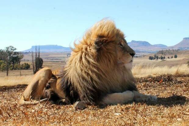 Южноафриканский заповедник сдает дом с 70 львами по соседству африка, видео, дом, животные, жилье, заповедник, лев, львы