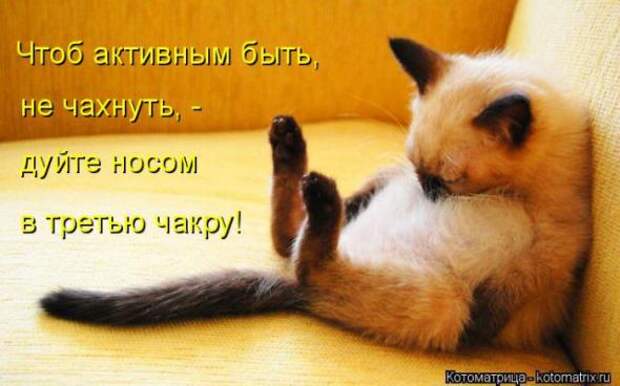 Котоматрицы(картинки с надписями)