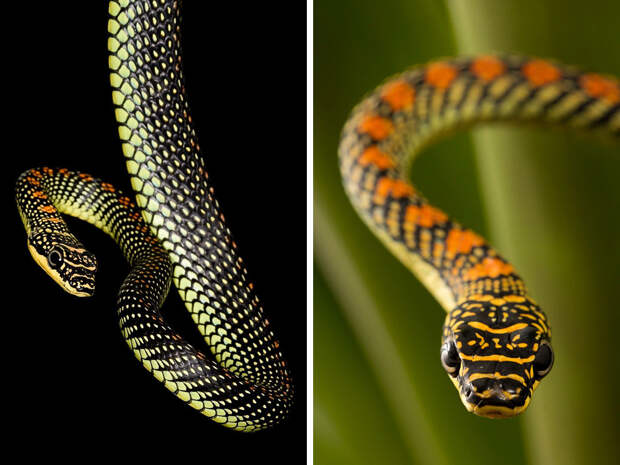 райская древесная змея (Chrysopelea paradisi) райская древесная змея (Chrysopelea paradisi)