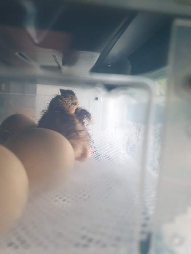 Новые кудрявые голошейки