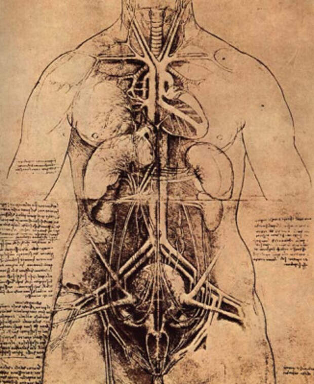 Леонардо да Винчи. Рисунок расположения органов в теле женщины
