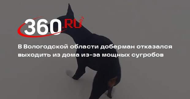 В Вологодской области доберман отказался выходить из дома из-за мощных сугробов