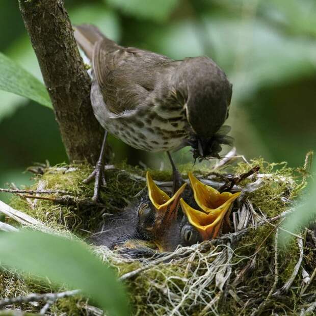 16 уникальных снимков диких животных, где фотограф подобрался очень близко