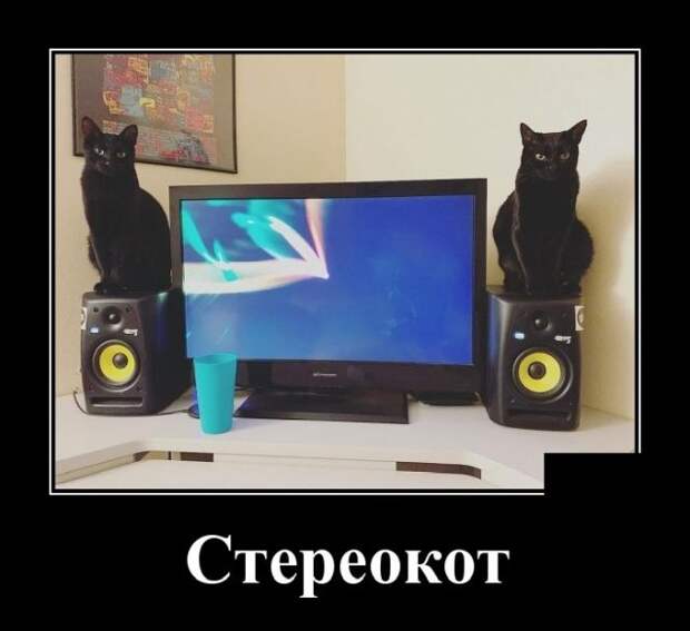 Демотиватор про котов