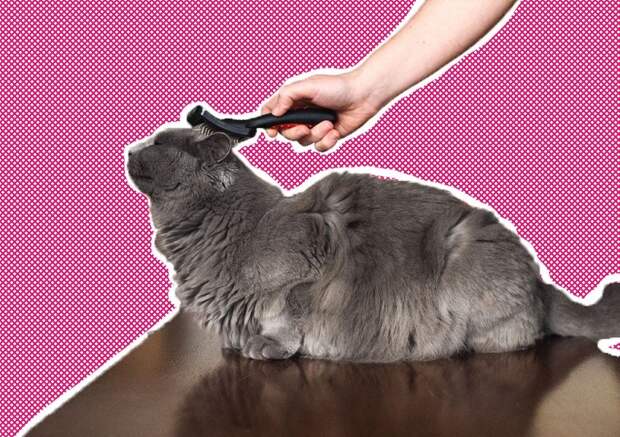 Как бороться с колтунами у кошки: профилактика и удаление
