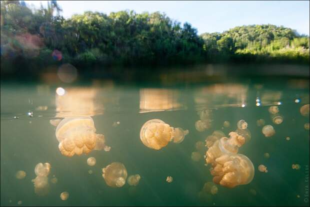 JellyfishLake35 Озеро медуз