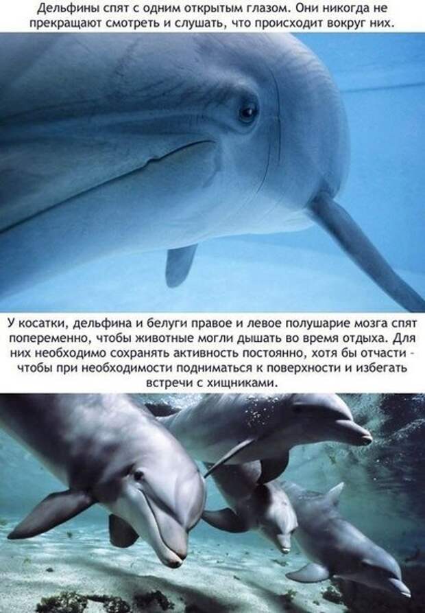Малоизвестные и удивительные факты о дельфинах Малоизвестные и удивительные факты о дельфинах