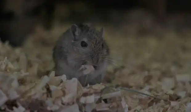 «Будьте аккуратнее»: минздрав Башкирии предупредил о смертельно опасной болезни