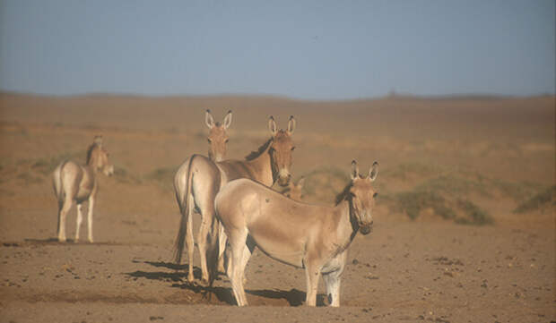 Фото: Куланы