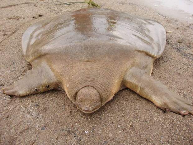 Pelochelys cantorii — вид трёхкоготных черепах животные, природа, странные, удивительное, чудо