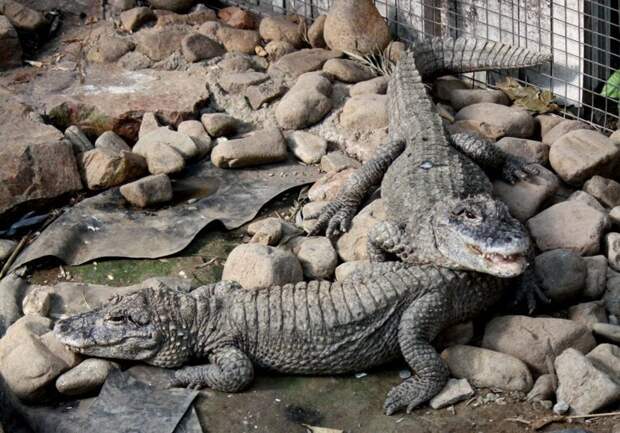Китайские аллигаторы - вымирающий вид, в настоящее время обитающий только в бассейне реки Янцзы на восточном побережье Китая. В природе осталось около 200 особей. аллигатор, животные, зоопарк, инциденты, крокодил, опасно, рептилии, туристы