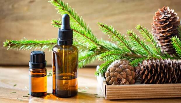 Эфирные масла хвойных пород деревьев имеют мощное воздействие на организм/Фото:volosytvoi.info Эфирные масла хвойных пород деревьев имеют мощное воздействие на организм/Фото:volosytvoi.info