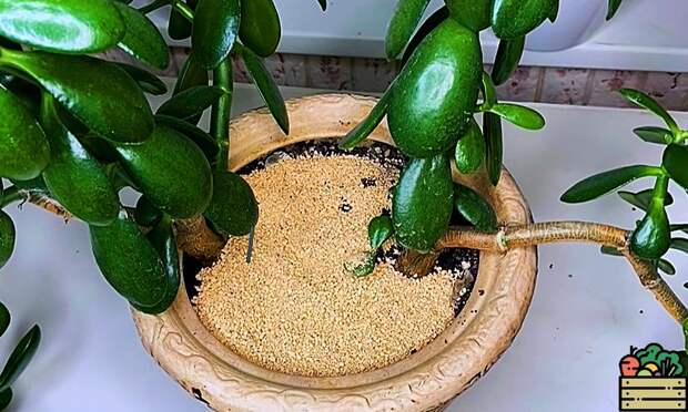 Борьба с мошками в комнатных растениях с помощью нашатырного спирта