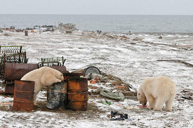 Изучая дикую природу Арктики на российском острове Врангеля жииотные, истории, путешествия, факты, фото