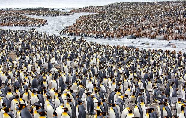 Невероятно очаровательные пингвины от фотографа, влюбленного в Антарктику Антарктика, животные, жизнь животных, забавно, пингвины, птицы, фото, фотограф
