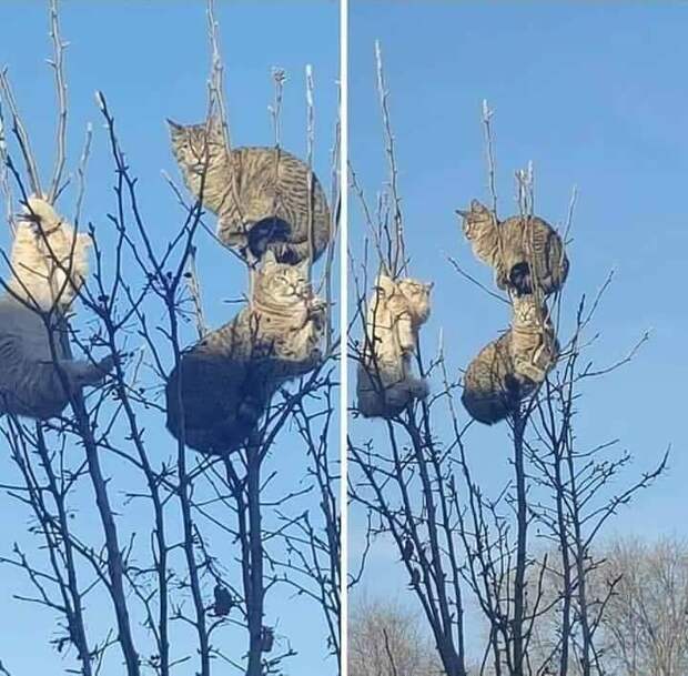 25 кошачьих снимков, которые оставят вас с улыбкой на лице
