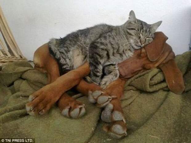 Кошки, заснувшие на собаках (28 фото)