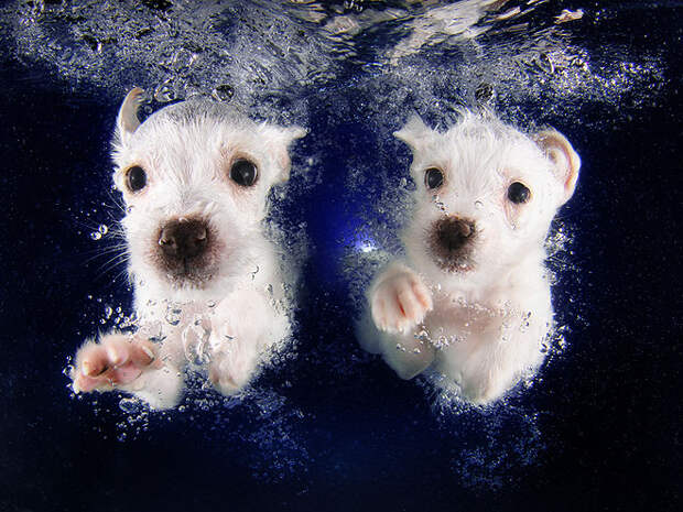 Underwater Puppies