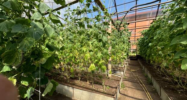 Время пришло: агроном рассказала, какую рассаду овощей нужно садить в апреле