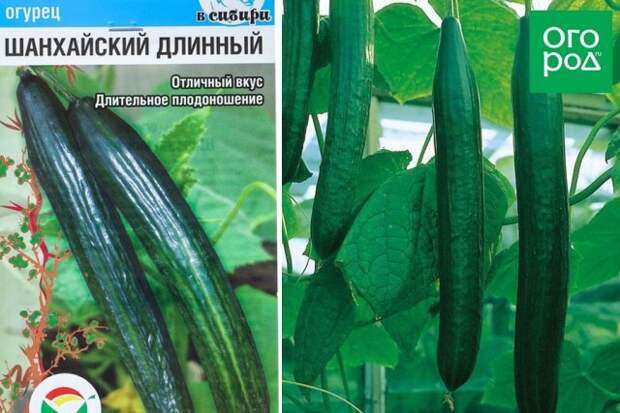 Огурец Шанхайский длинный