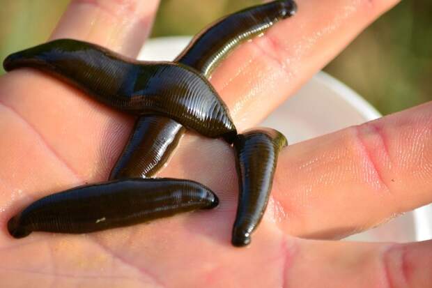 leech-368345_960_720.jpg