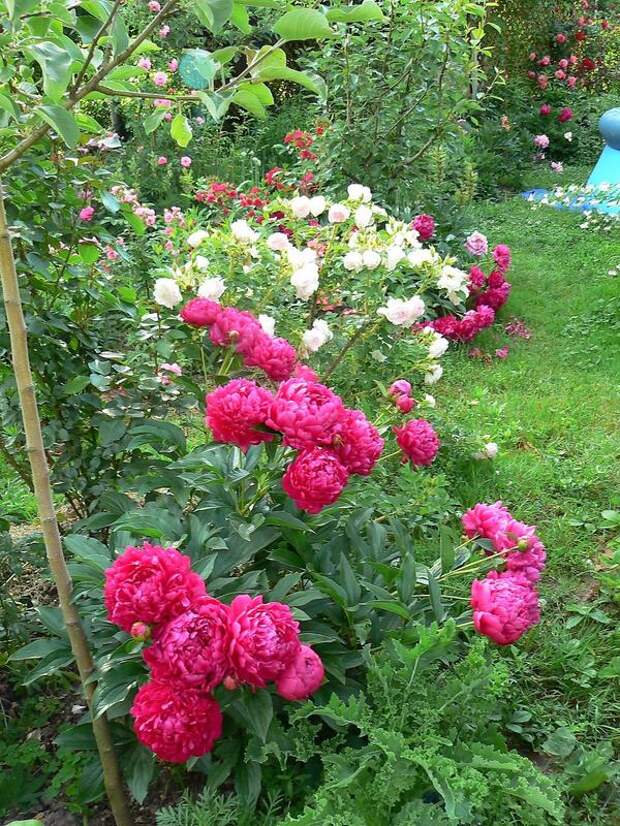 Пионы и розы. Фото автора