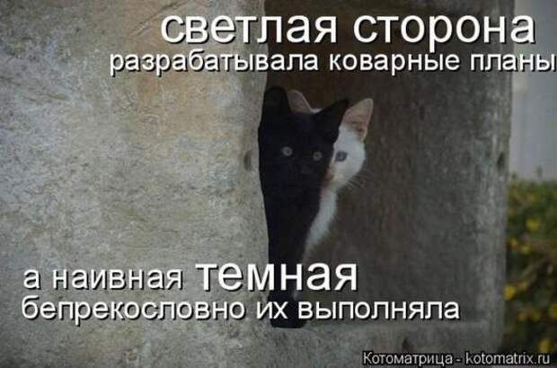 Котоматрицы(картинки с надписями)